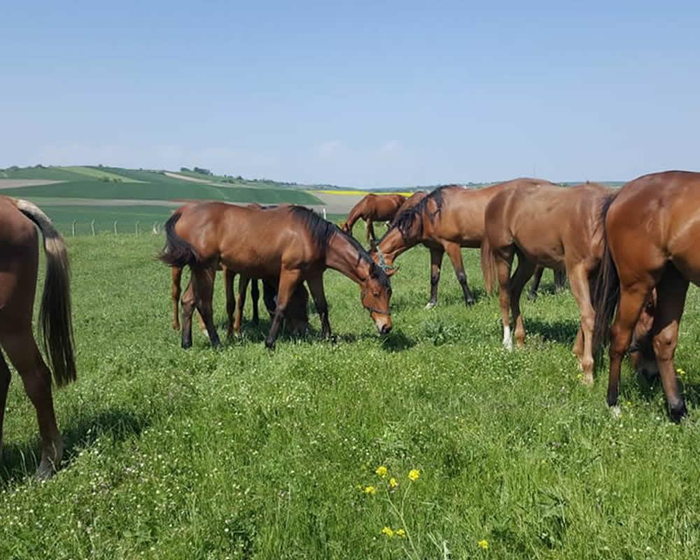 Öğüt Çiftliği, Hurda, Bakır, istanbul Geri Dönüşüm, Ümraniye Hurdacı, Ümraniye Bakır, Aliminyum, Hurdacı, Hurda Alüminyum, Hurda Bakır, Hurda Sarı